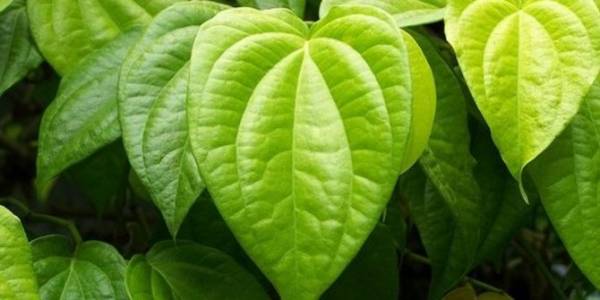 Adalah mengobati penyakit koroner tanaman dapat jantung yang Cardiocare Obat
